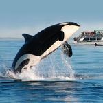 Whale Watching