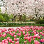 Dallas Arboretum & Botanical Gardens