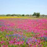 Lady Bird Johnson Wildflower Center