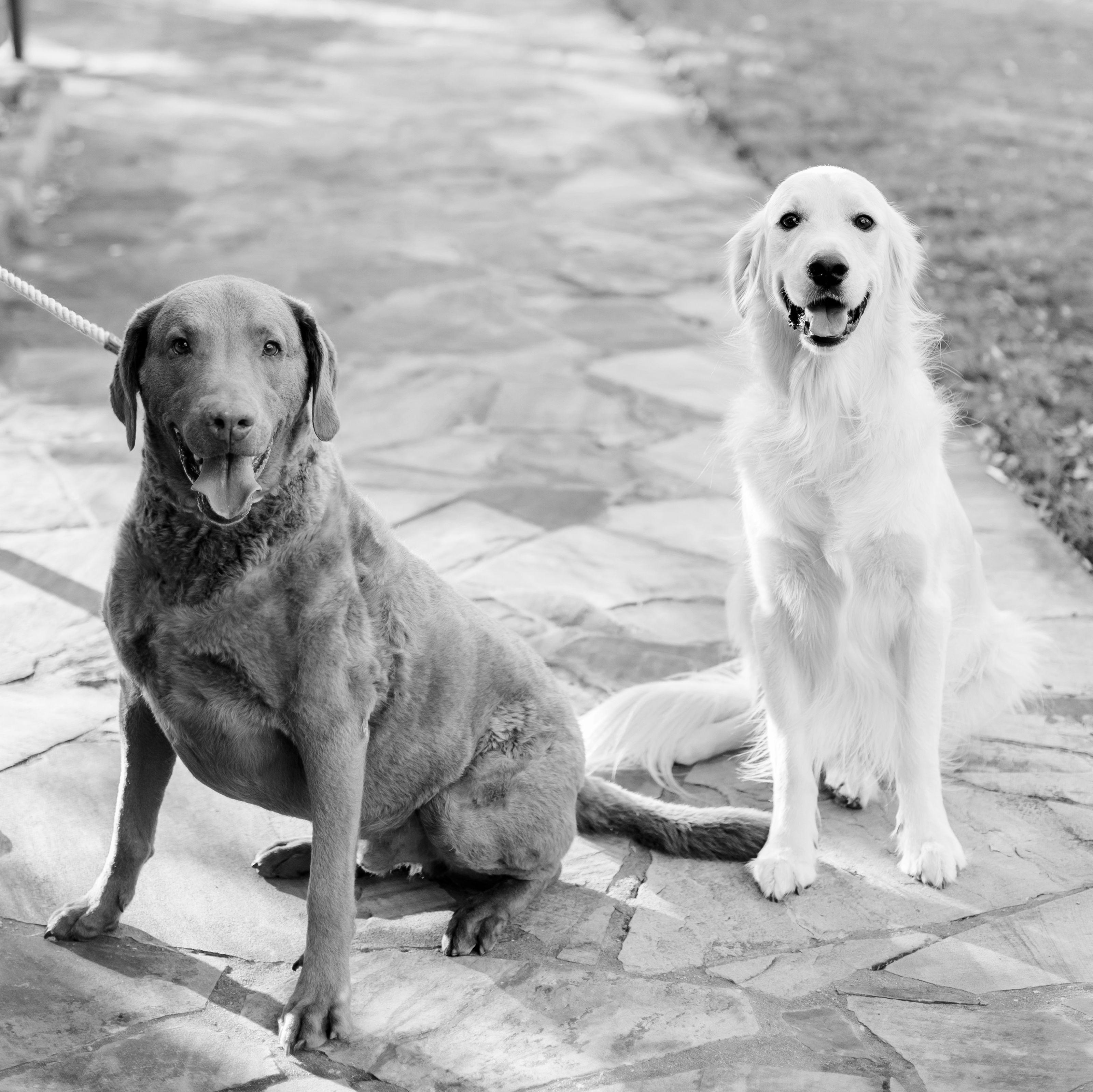 Meredith Greene and Chase Dragan's Wedding site