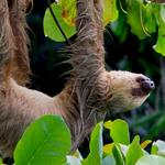 Lincoln Park Zoo