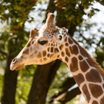 Henry Vilas Zoo