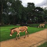 Agodi Gardens