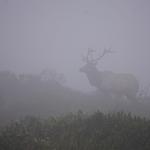 Elk Reserve