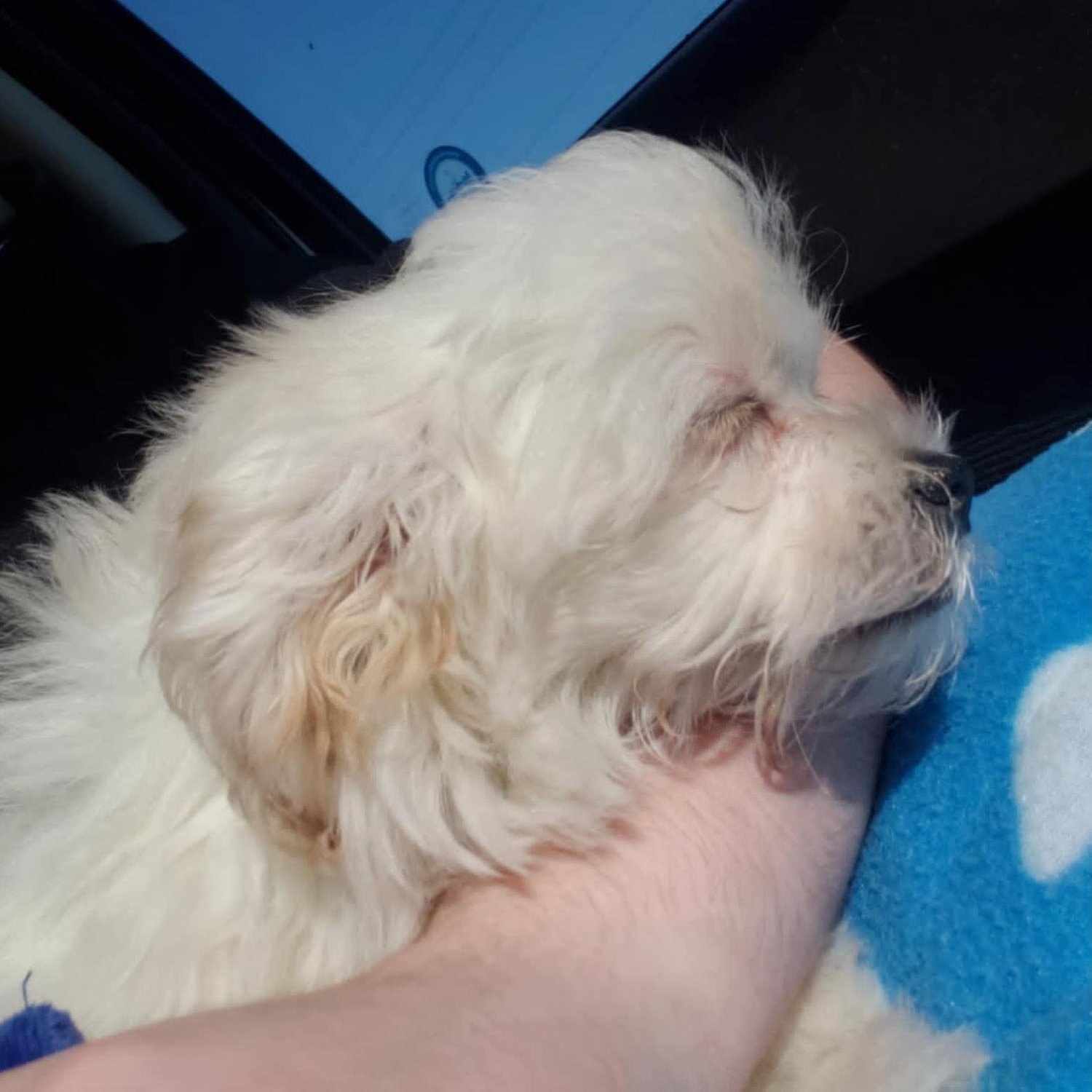 Meadow wanted a puppy sister, and soon enough, Willow joined the family wrapped in love (and a cozy blanket)!