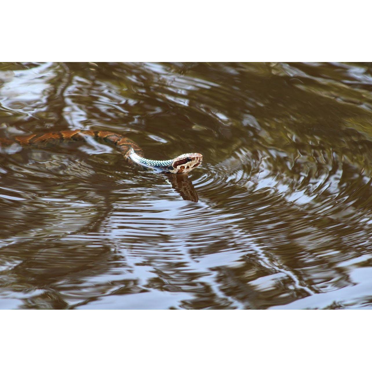 Allissa captured a snake in the swamp!
