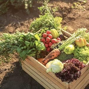 Farm Share Fund (fresh food weekly from a local farm :)