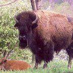 The Bison Corral