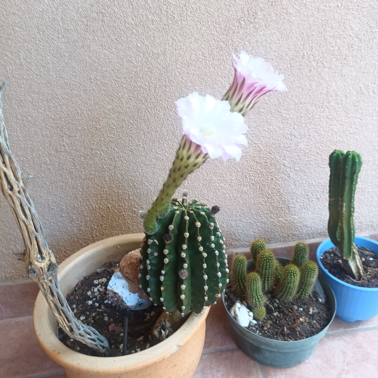 Cactus flowers