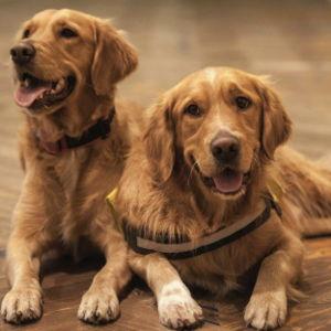 4-Legged Child Fund