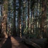 Montgomery Woods State Natural Reserve