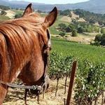 Horseback Riding at Shadybrook Estate Winery