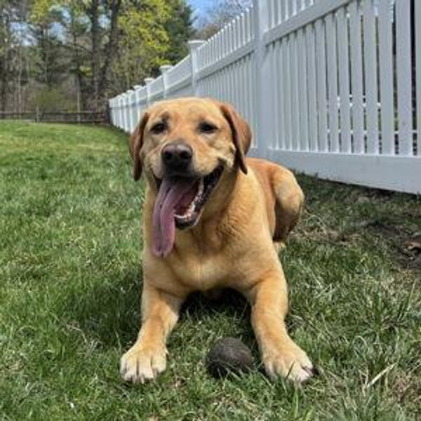 Doggie Daycare