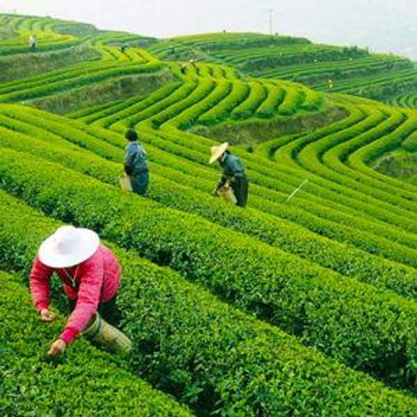 Pay Josie minimum wage in Hangzhou