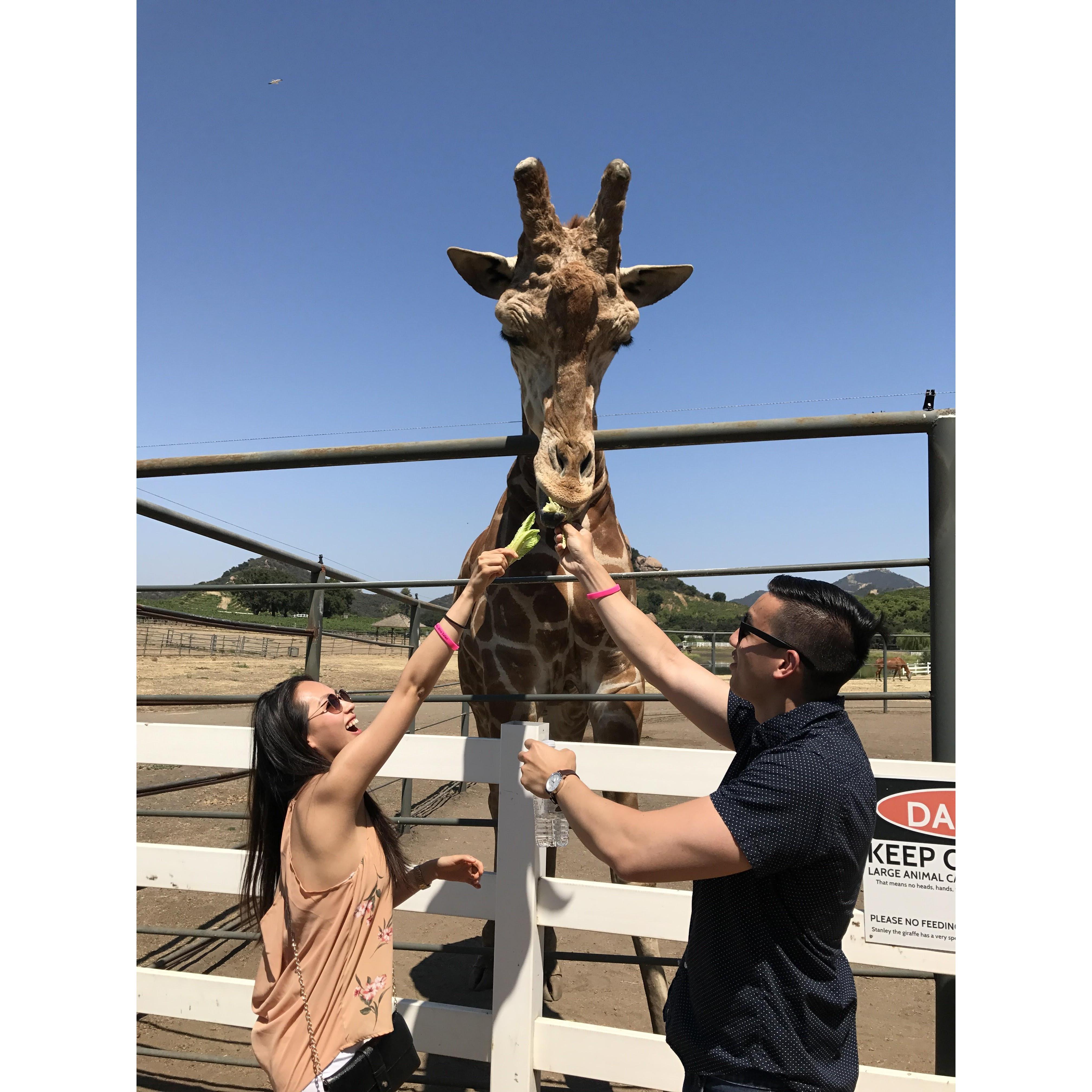 Feeding Stanley the Giraffe.
