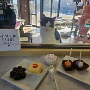 Matcha at Cat Cafe
