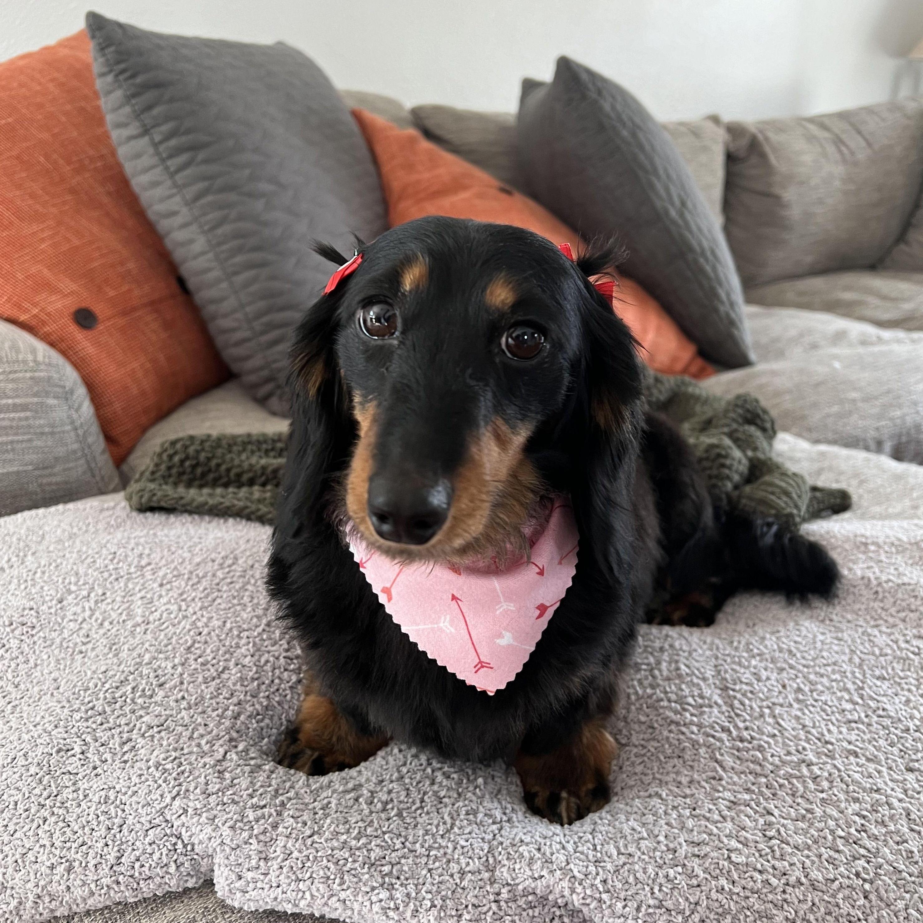 Our sweet girl Brandy