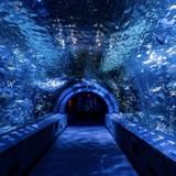 Newport Aquarium