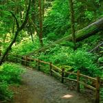 Forest Park