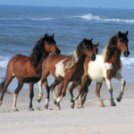 Horseback Riding