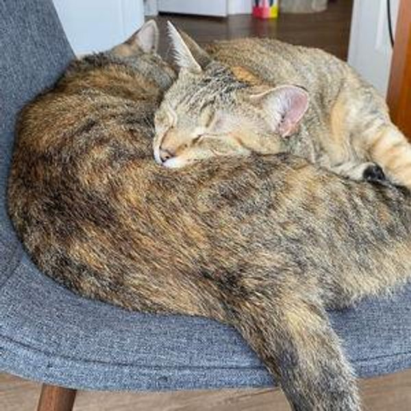 Donation to CT Cat Connection