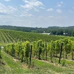 Black Ankle Vineyards