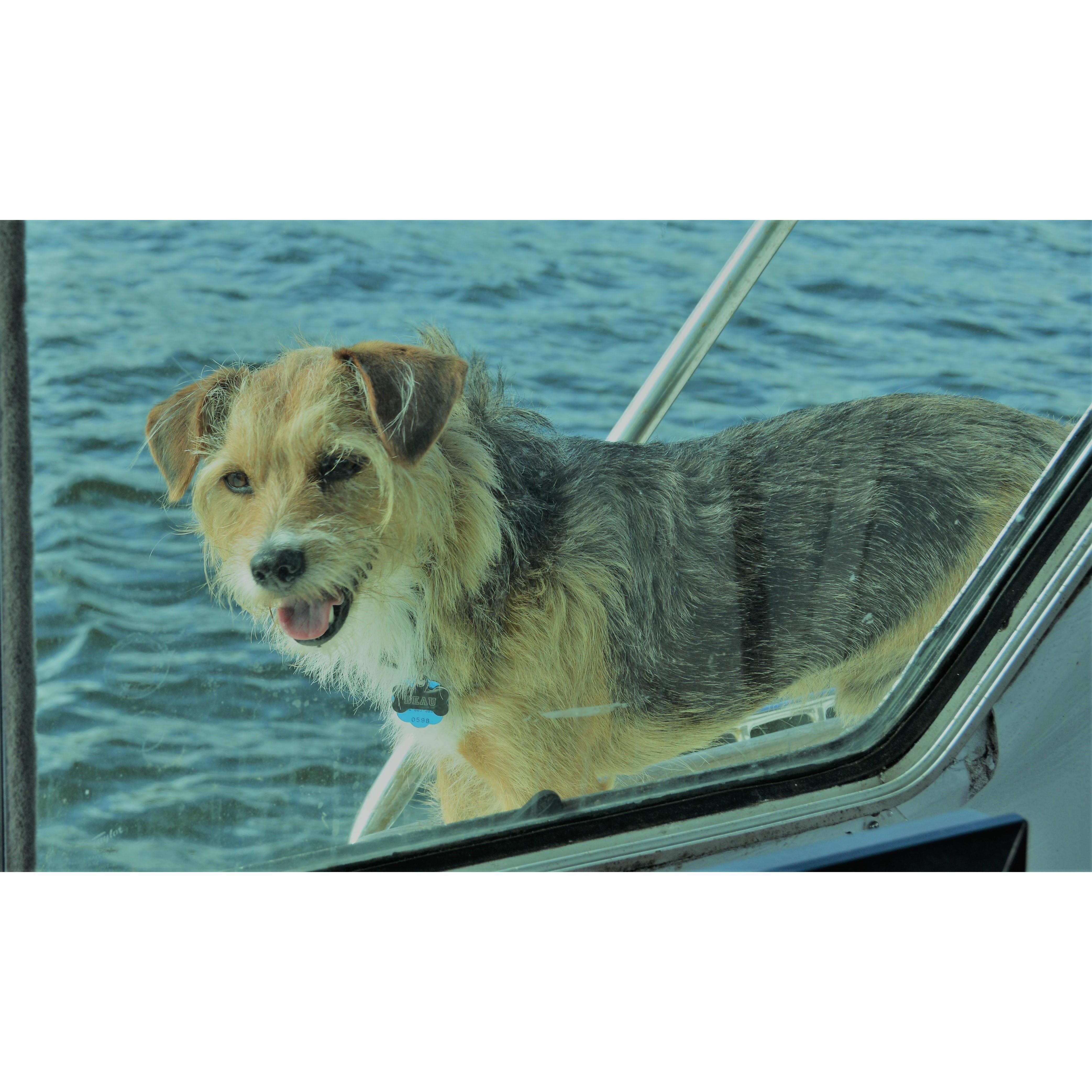 Beau the waterdog