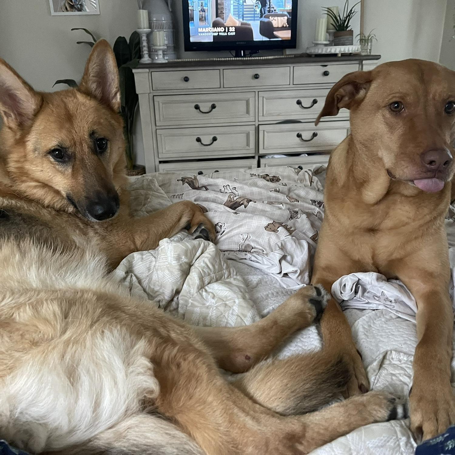 The goodest girls, Roo & Rylee!