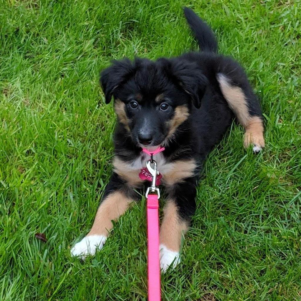 First puppy together, Pepper
