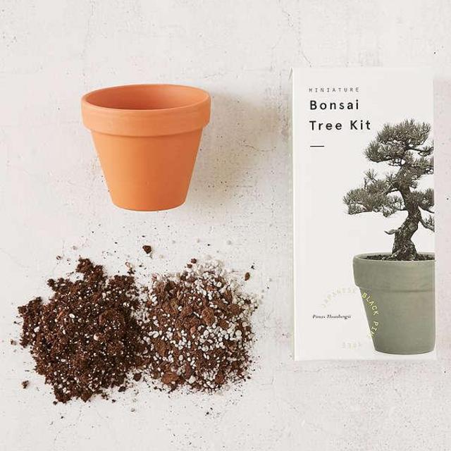 Miniature Indoor Bonsai Tree
