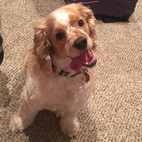 This is Tucker. Tucker is Laura's baby and is adored by all, especially if you have food.