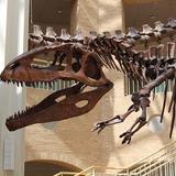 Fernbank Museum | 3D Theater | Forest