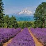 Hood River Lavender Farms