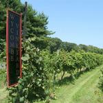 Wycombe Vineyards