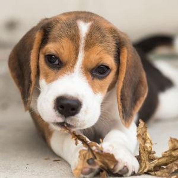 Puppy Fund