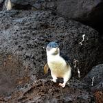 Penguin Spotting