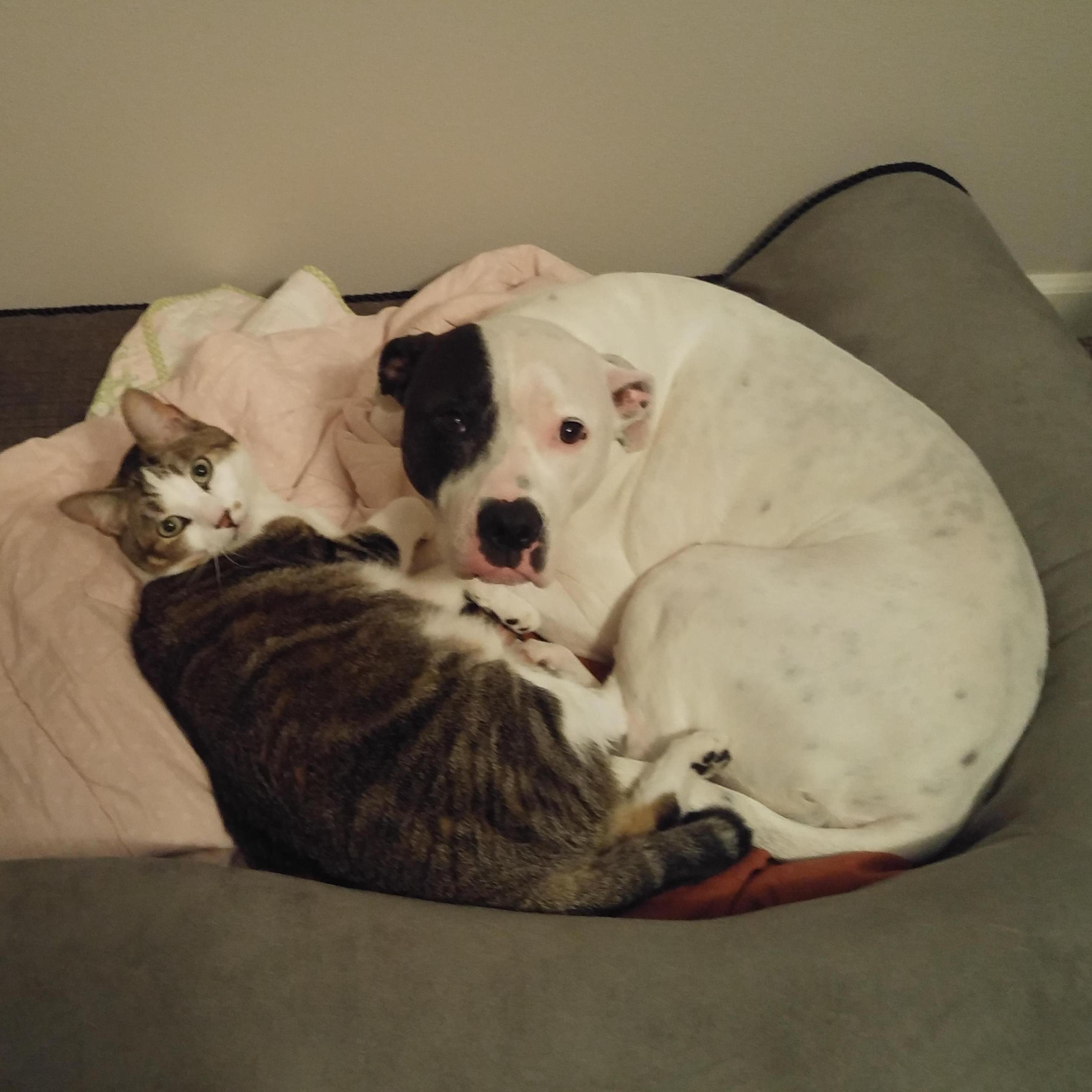 2 of our favorite cuddle critters! Sadly we lost our kitty several months ago