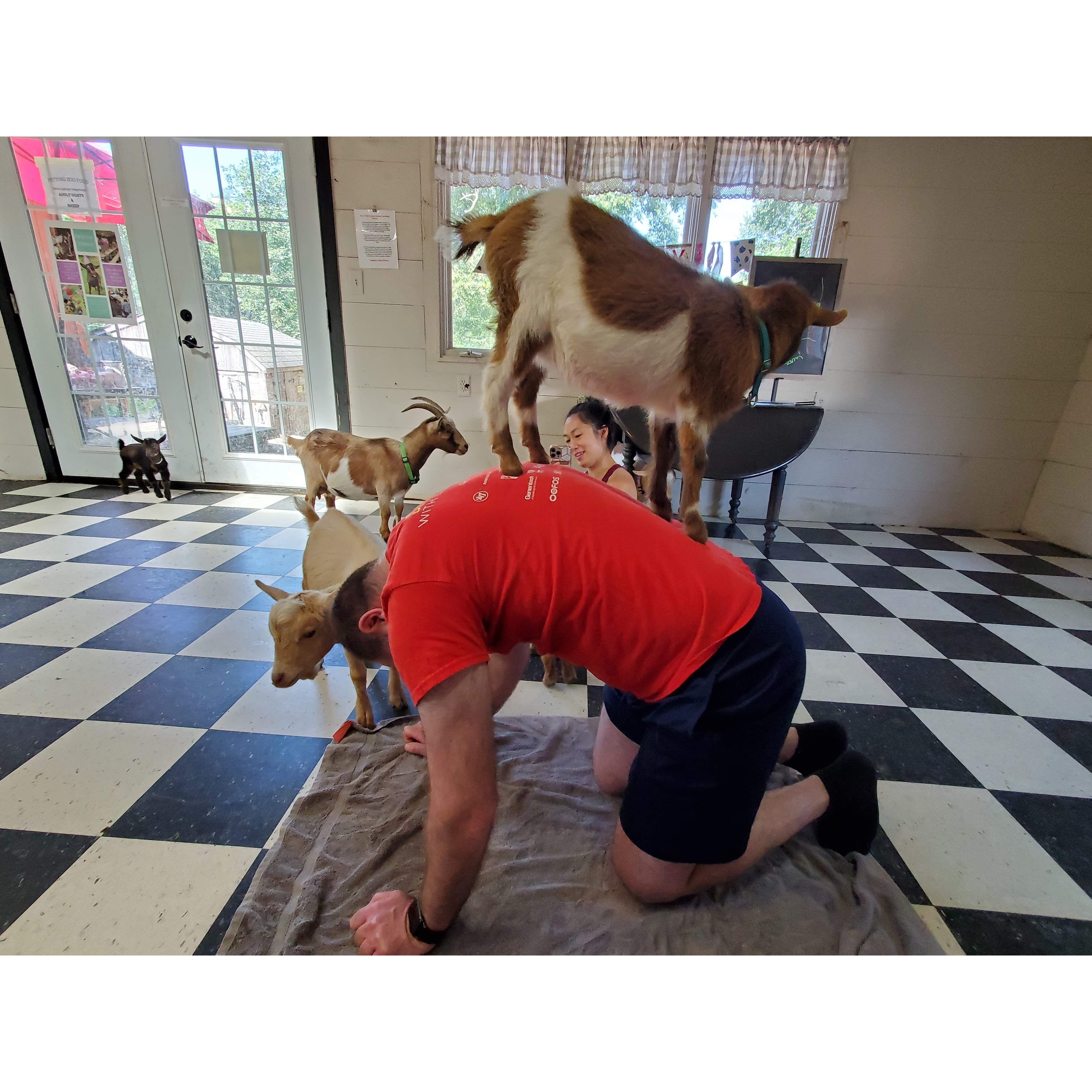 Goat Yoga with Larissa