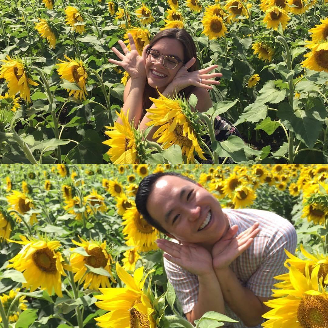 Sunflowers, near Yellow Springs, OH (Summer  2018)