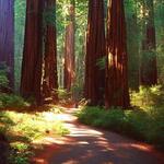 Muir Woods National Monument