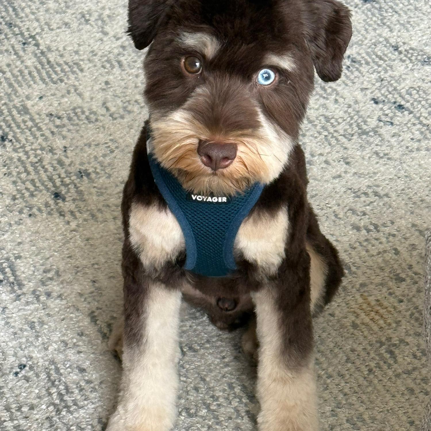 Wellington's first haircut