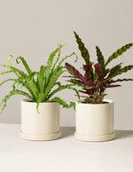 The Sill Plant Subscription (6 Months)