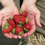 Cider Hill Farm
