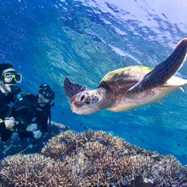 Scuba Diving The Great Barrier Reef