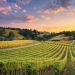 Terra Incognita Vineyard