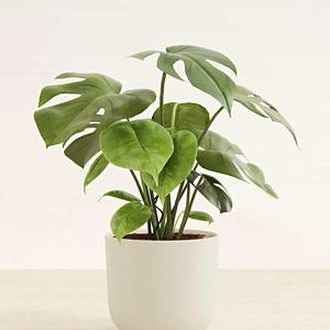 Natural Air Purifier Plant