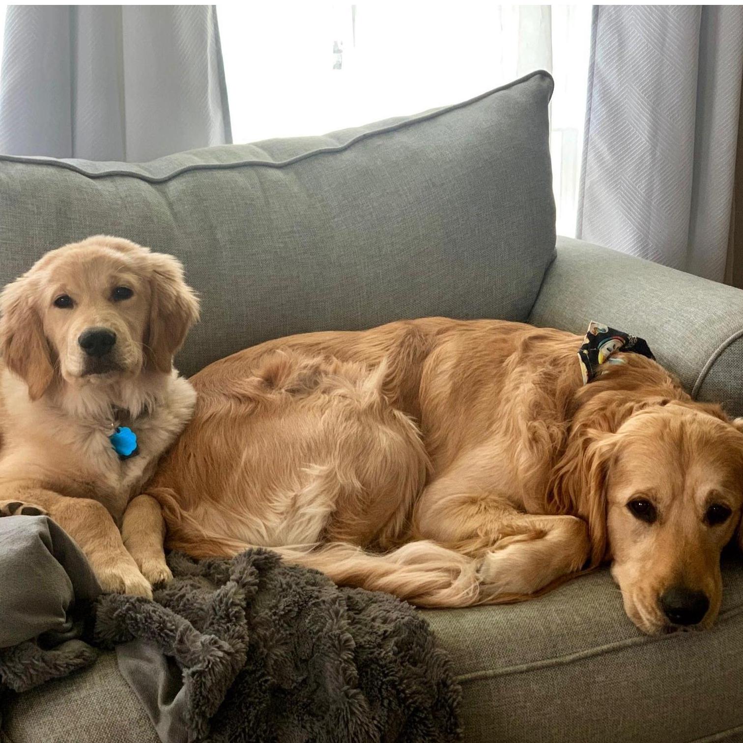 Winston and Blu, our fur babies