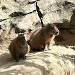 Henry Vilas Zoo