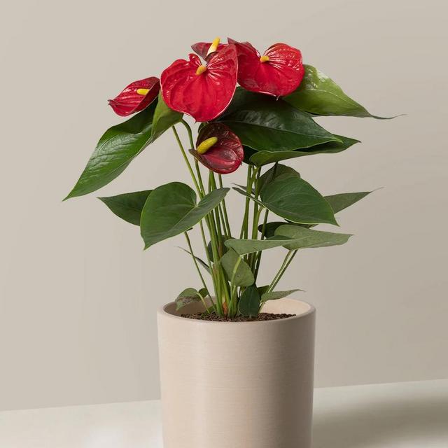 Red Anthurium | Gifts & Plants for Delivery