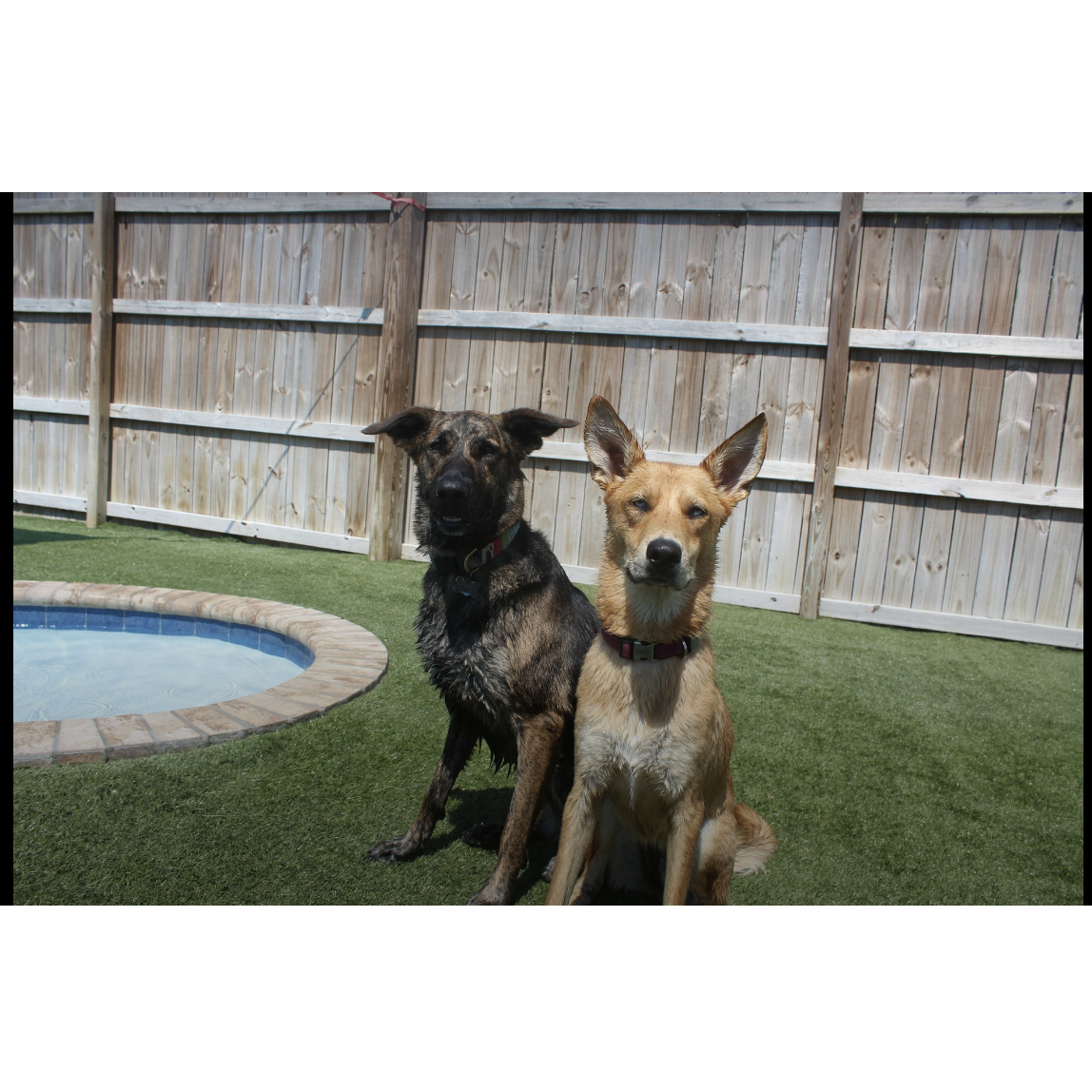 Two of our fur babies! Moose and Roxi.